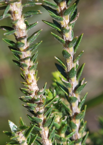 Image of Agathosma hirta by (c) Charles Stirton, some rights reserved (CC BY-SA)