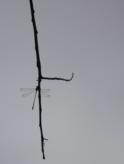 Chalcolestes viridis