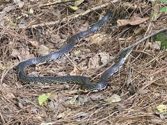 Lampropeltis holbrooki
