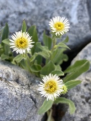 Erigeron nivalis