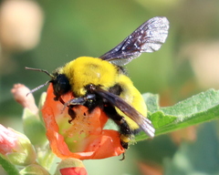 Bombus morrisoni