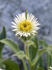Erigeron nivalis