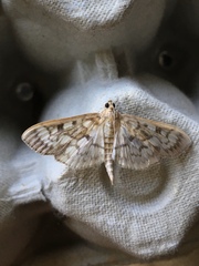 Herpetogramma thestealis