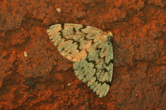 Nepytia canosaria