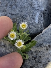 Erigeron nivalis