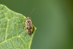 Lygus rugulipennis