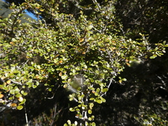 Coprosma