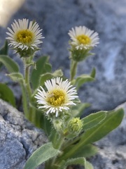 Erigeron nivalis