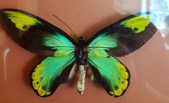Troidini