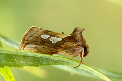 Plusia festucae