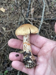 Cortinarius armillatus