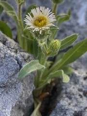 Erigeron nivalis