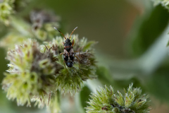 Scolopostethus thomsoni