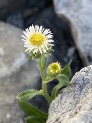 Erigeron nivalis