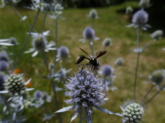 Physocephala tibialis