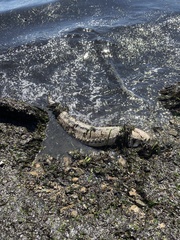 Acipenser transmontanus