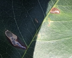 Coptodisca splendoriferella