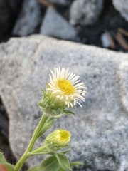 Erigeron nivalis