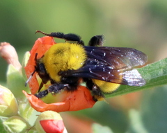 Bombus morrisoni