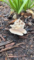 Agaricales