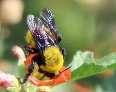 Bombus morrisoni