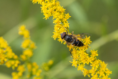 Eristalis pertinax