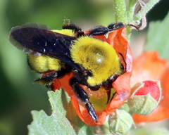 Bombus morrisoni
