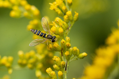 Sphaerophoria scripta