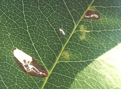 Coptodisca splendoriferella