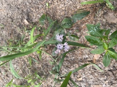 Elephantopus tomentosus