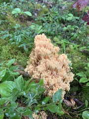 Ramaria