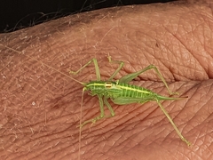 Meconema meridionale