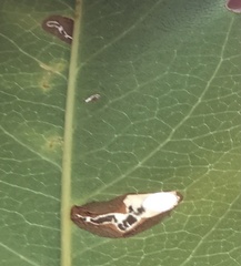 Coptodisca splendoriferella