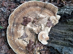 Trametes cubensis