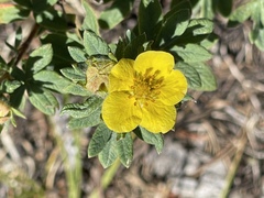 Potentilla