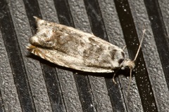 Ancylis laetana