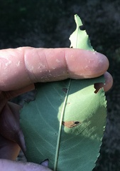 Coptodisca splendoriferella