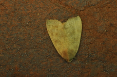 Ipimorpha pleonectusa