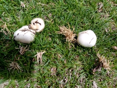 Lycoperdon pratense