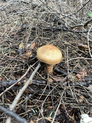 Cortinarius armillatus