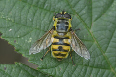 Myathropa florea