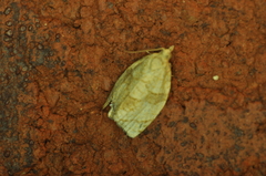 Adoxophyes negundana