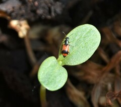 Anthocomus equestris