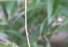 Chalcolestes viridis