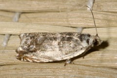 Ancylis laetana