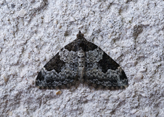 Xanthorhoe fluctuata
