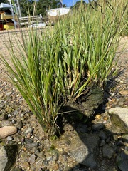 Sporobolus alterniflorus