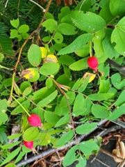 Rosa acicularis