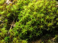 Syntrichia