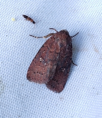 Eriopygini